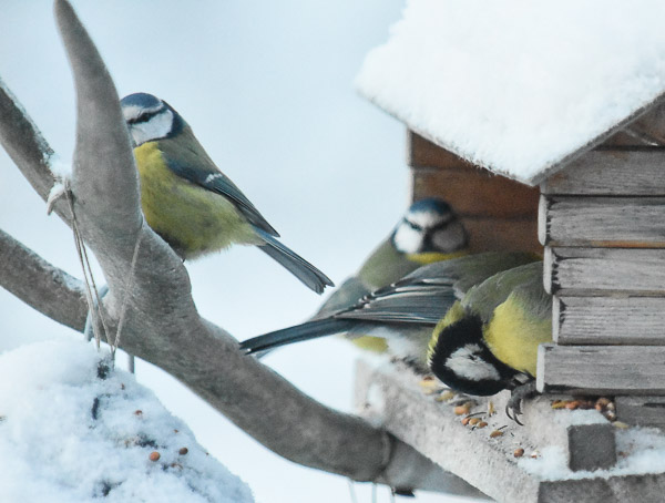 Vinter, kyla och snö