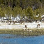 En flock strÃ¶renar